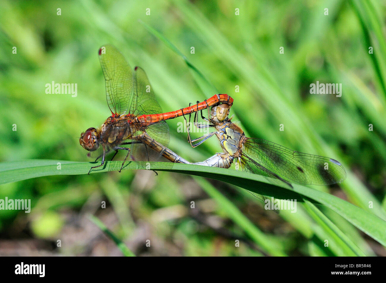 Common Darter Dragonfly (Sympetrum striolatum) pair in mating wheel, Oxfordshire, UK. Stock Photo