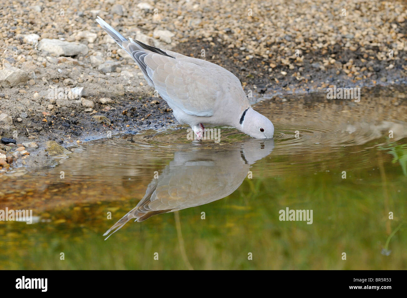 Collared Dove (Streptopelia decaocto) drinking at water's edge, Oxfordshire, UK. Stock Photo