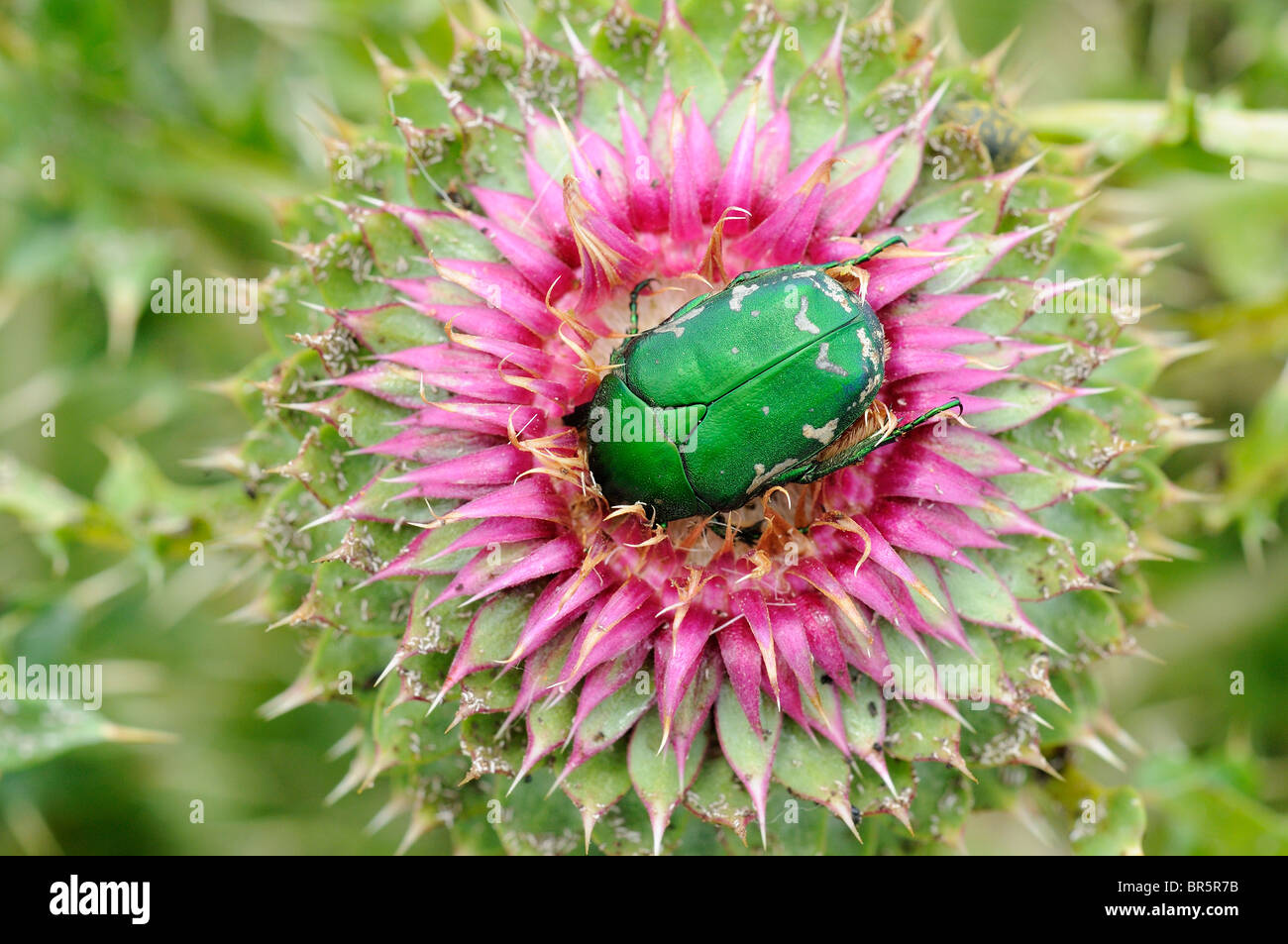Green Rose Chafer (Cetonia aurata) resting on top of musk thistle flower, Bulgaria Stock Photo