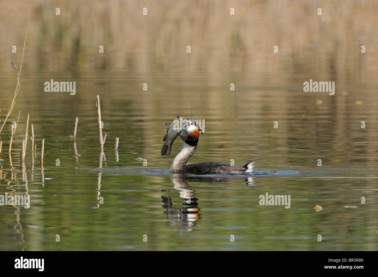 Great Crested Grebe (Podiceps cristatus) adult trying to swallow large tench, Barnes, UK. Stock Photo