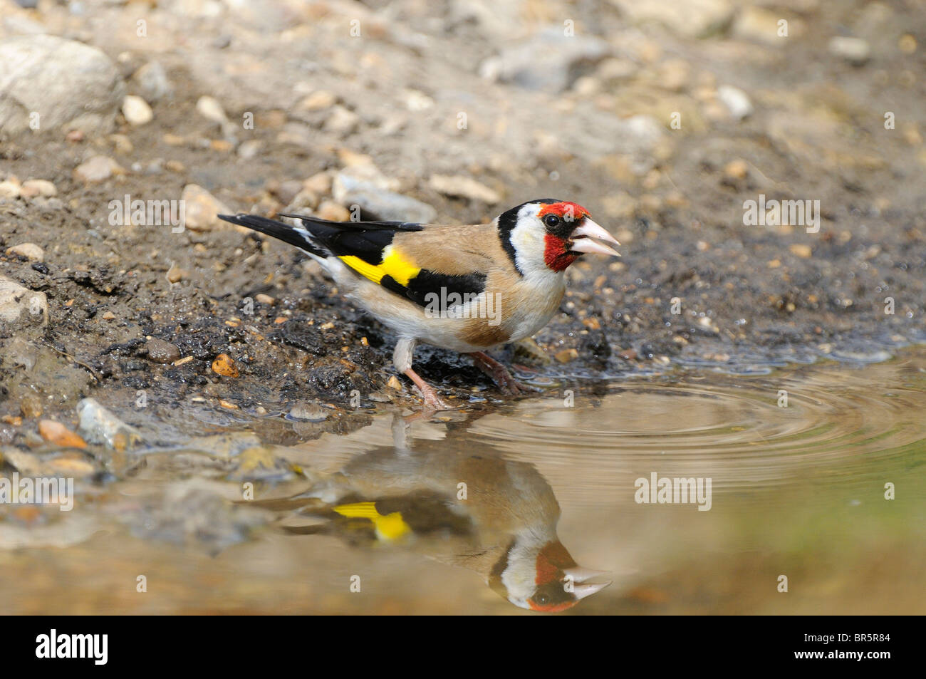 European Goldfinch (Carduelis carduelis) male drinking at water's edge, Oxfordshire, UK. Stock Photo