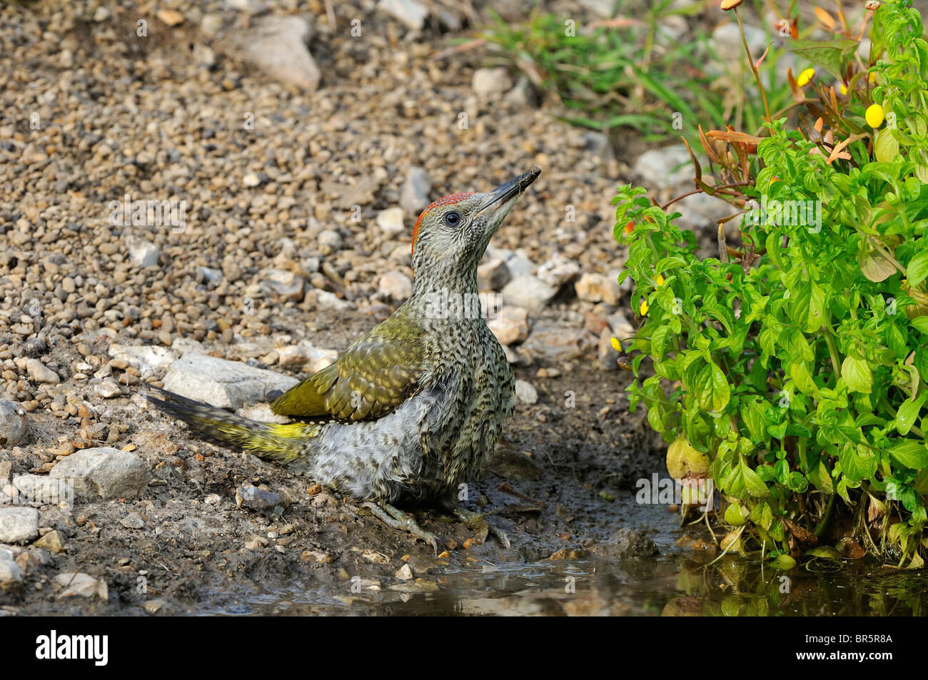 Juvenile green woodpecker uk hi-res stock photography and images - Alamy