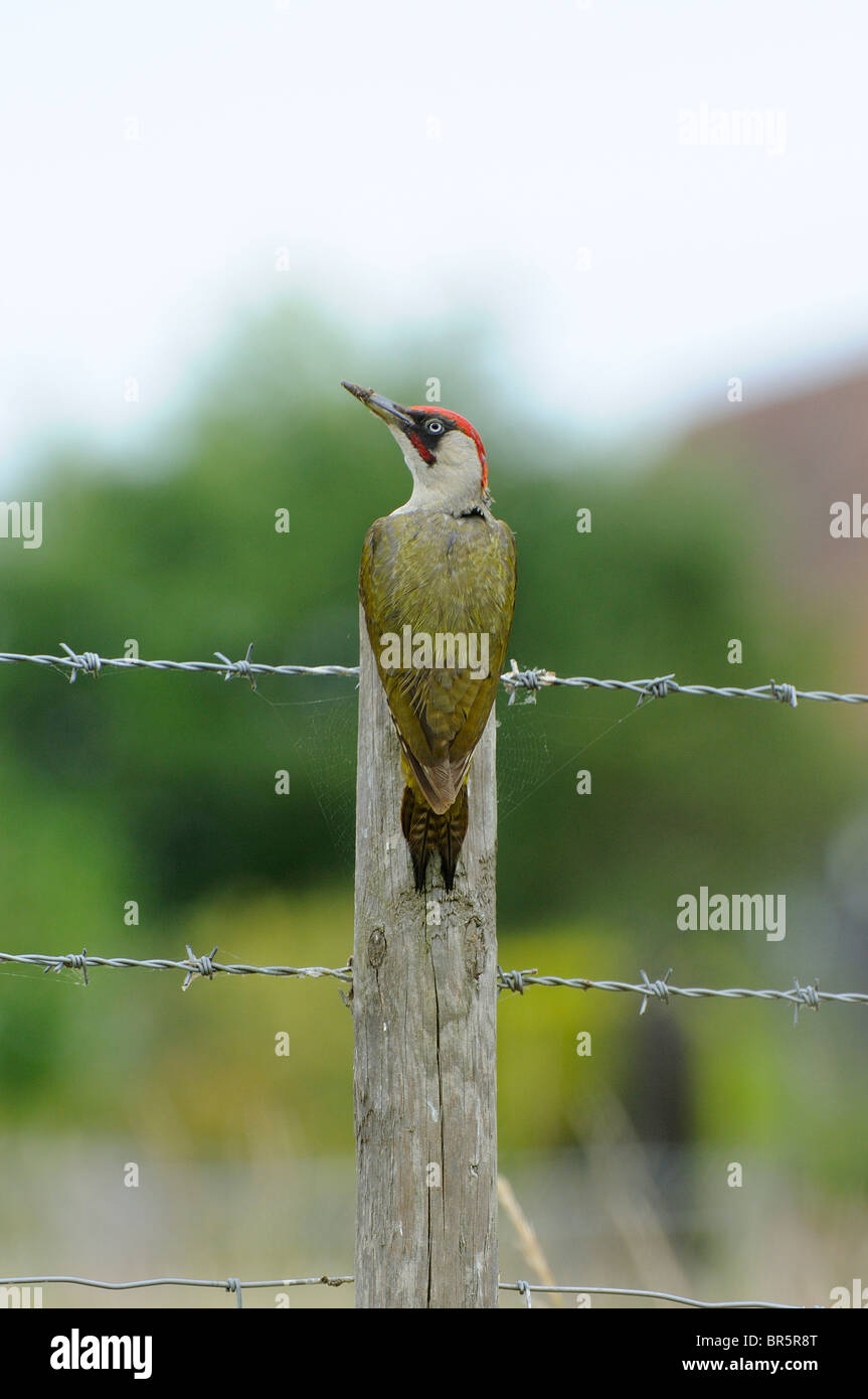 Green Woodpecker (Picus viridis) male perched on fence post, Oxfordshire, UK. Stock Photo