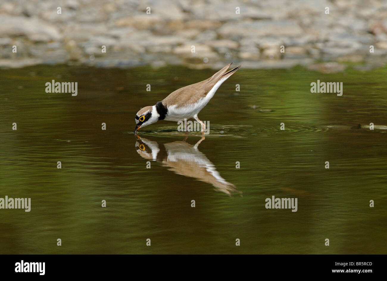Little Ringed Plover (Charadrius dubius) standing in pool of water drinking, Bulgaria Stock Photo