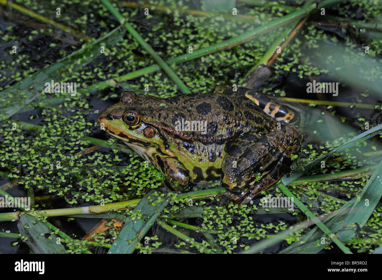 Marsh Frog (Rana ridibunda) adult resting on surface vegetation, Barnes, UK. Stock Photo