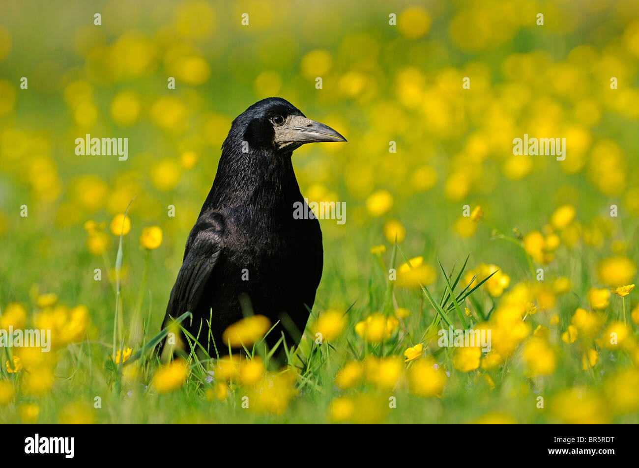 Rook (Corvus frugilegus) standing on the ground amongst buttercups, Oxfordshire, UK. Stock Photo