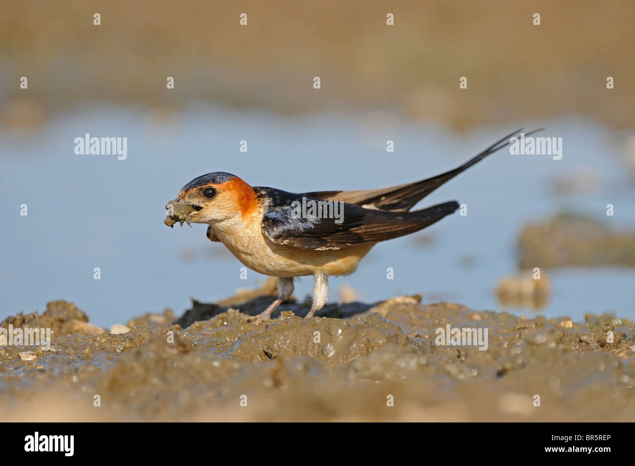 Red-rumped Swallow (Hirundo daurica) with beak full of mud for nest building, Bulgaria Stock Photo