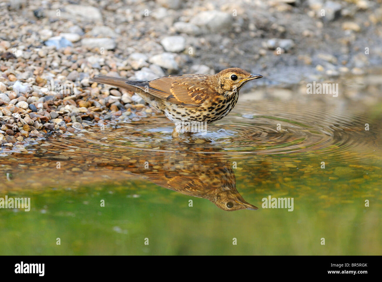 Song thrush bird uk hi-res stock photography and images - Alamy