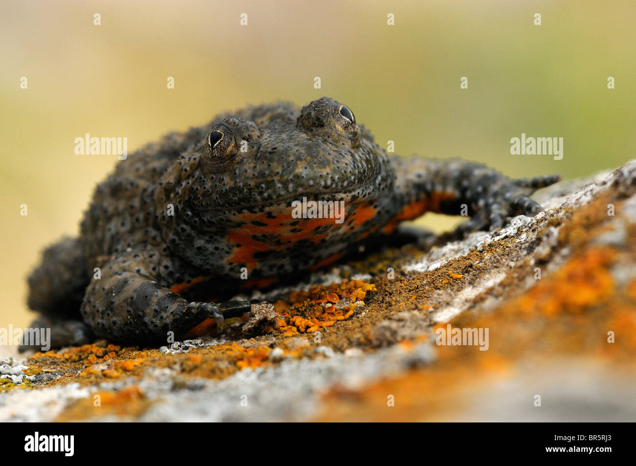 Yellow-bellied Toad (Bombina variegata) Bulgaria Stock Photo