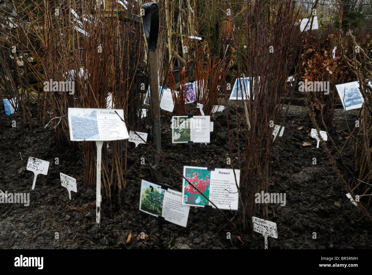 Bare root British native trees for sale at a specialist tree nursery