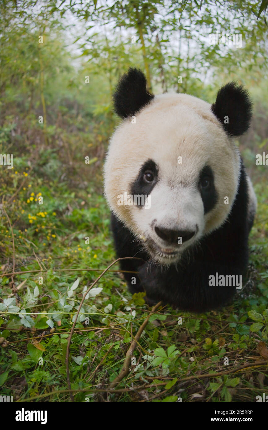 Giant Panda cub in the forest, Qinling, Shaanxi, China Stock Photo