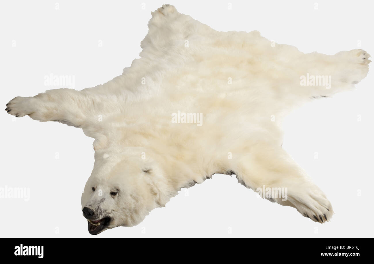 Polar Bear Fur