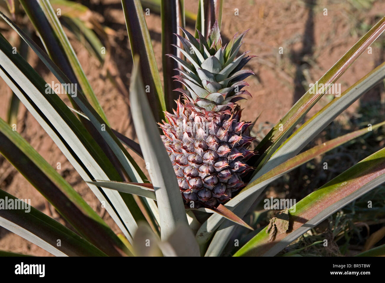 A young Pineapple growing on an organic farm in Uganda Stock Photo Alamy