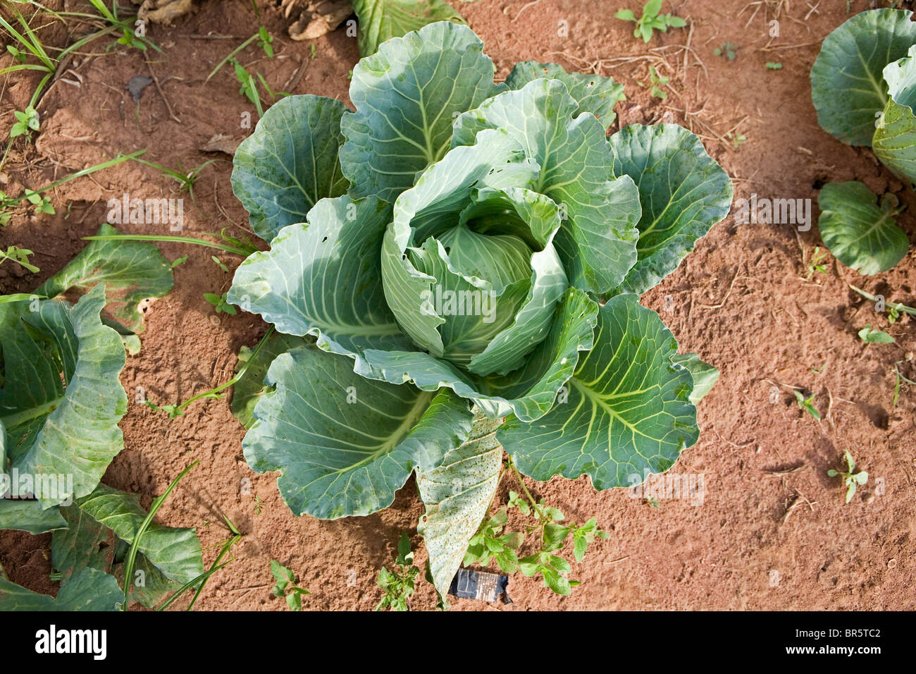 Brenninkmeyer hires stock photography and images Alamy