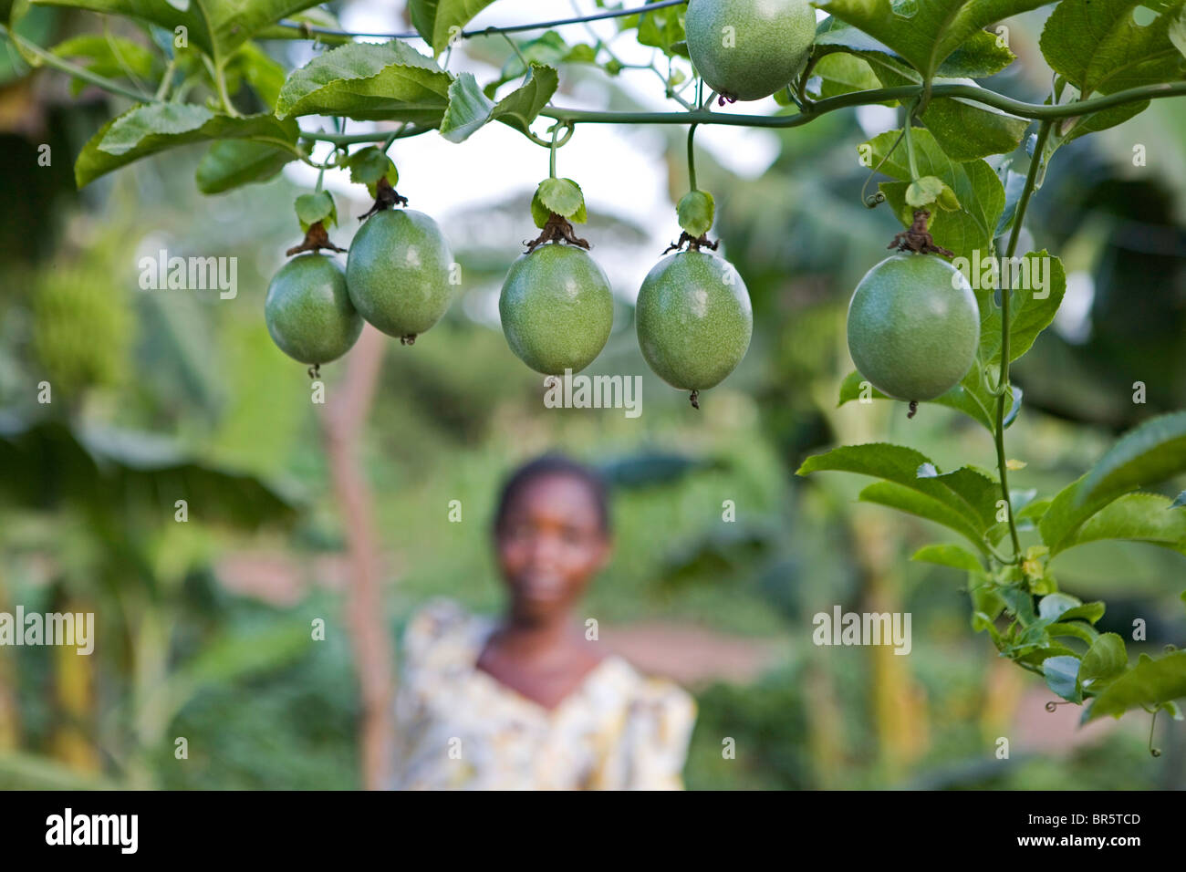 Healthy looking organic passion fruits on Beatrice Sebyala’s farm