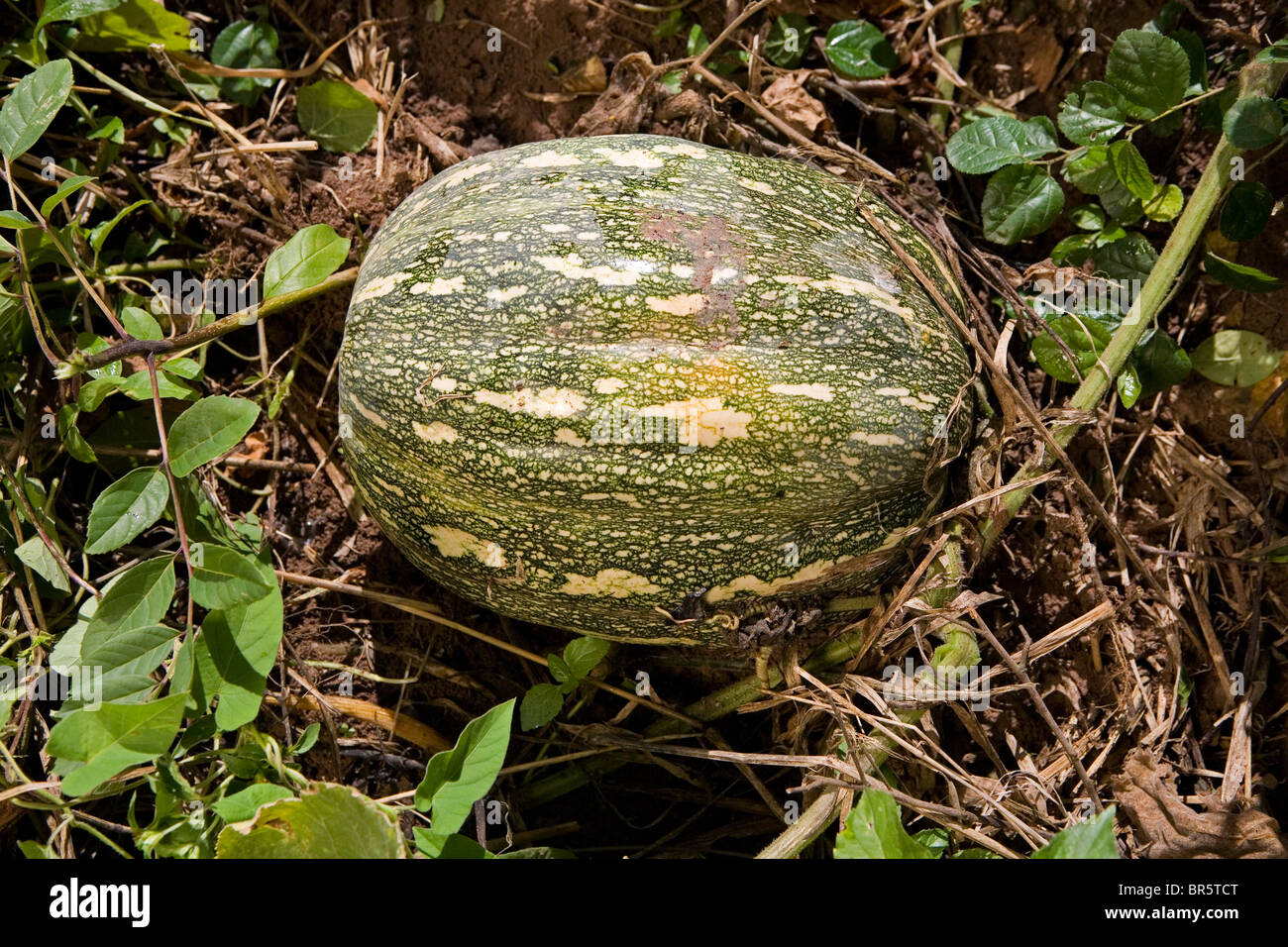 A healthy looking organic marrow on a farm in Uganda. Stock Photo