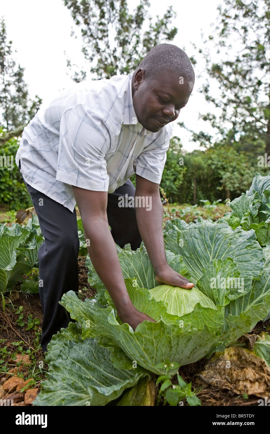 A Kulika trained farmer tends to his healthy looking organic cabbage in