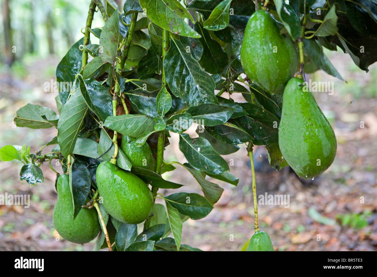 Fruit on an Avocado tree growing at the Grail centre in Uganda Stock