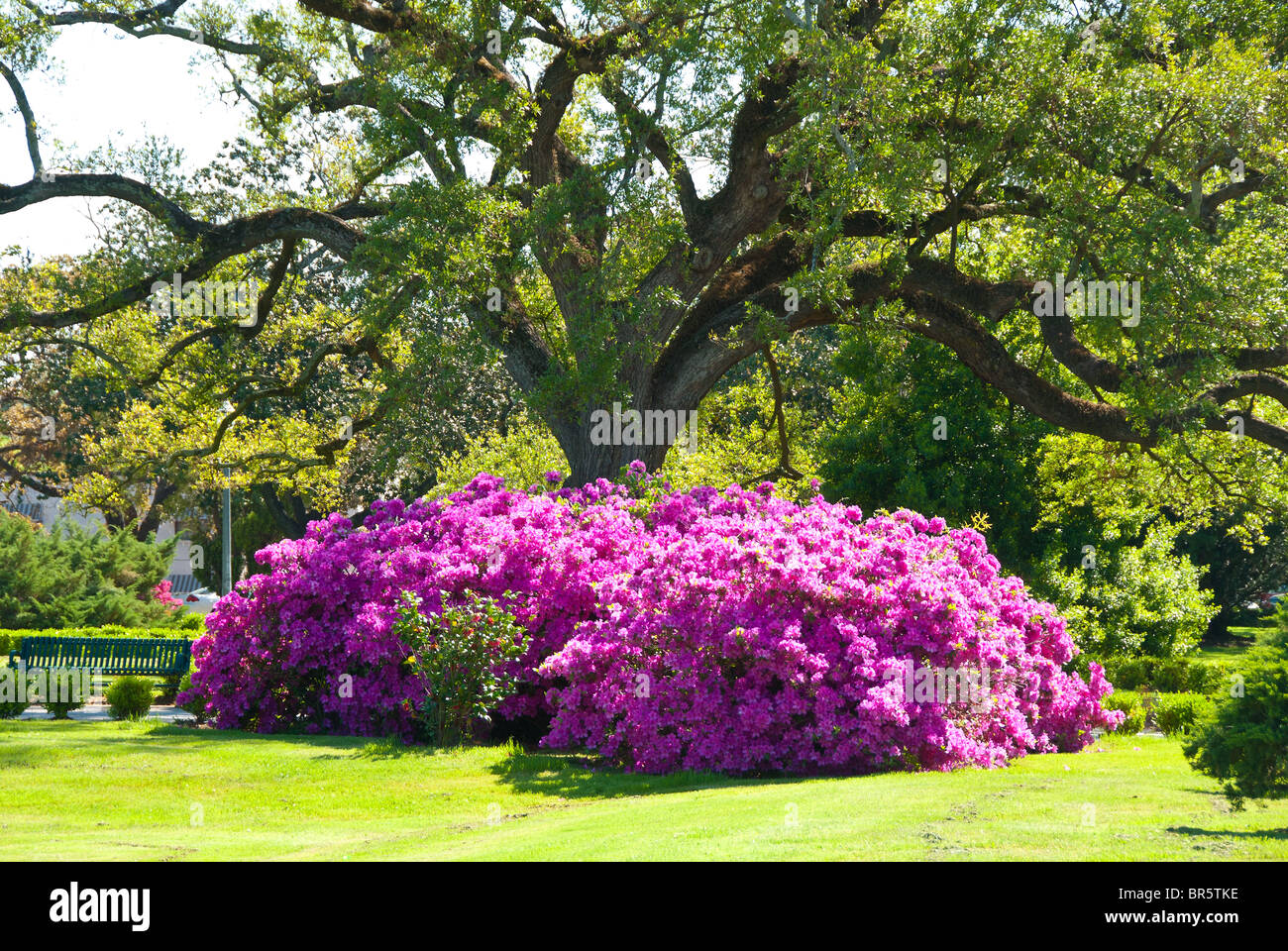 Azaleas bloom on the Louisiana State Capitol grounds in Baton Rouge, Louisiana, USA Stock Photo