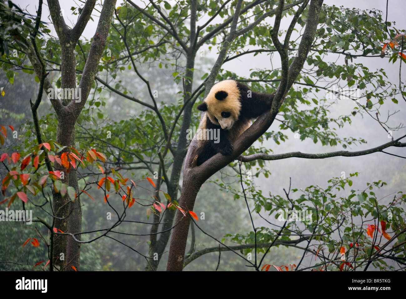 Chinese tree foliage mountain hi-res stock photography and images - Alamy