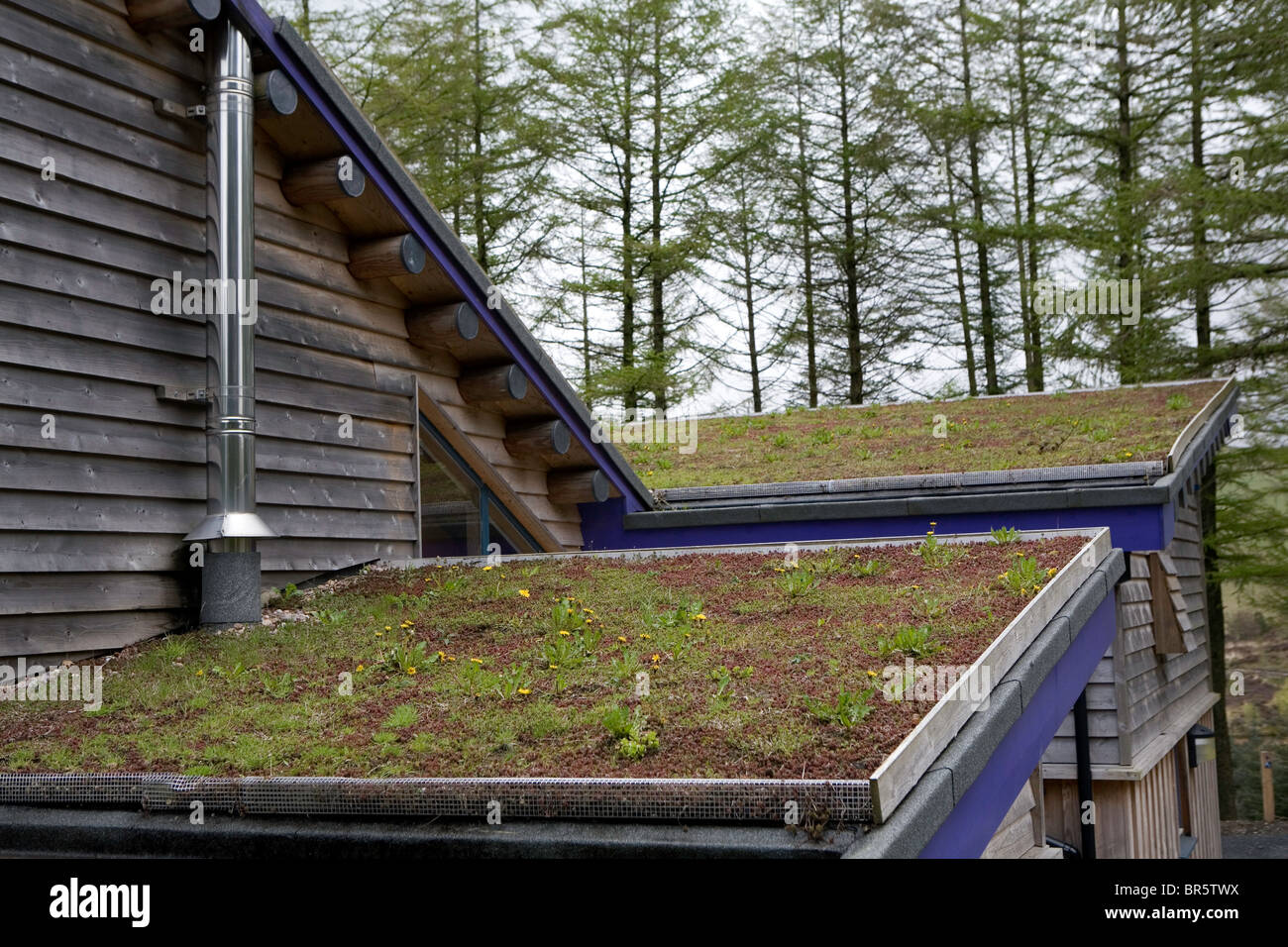 Green rooftops at the Red Kite feeding centre in Nant yr Arian, Wales Stock Photo