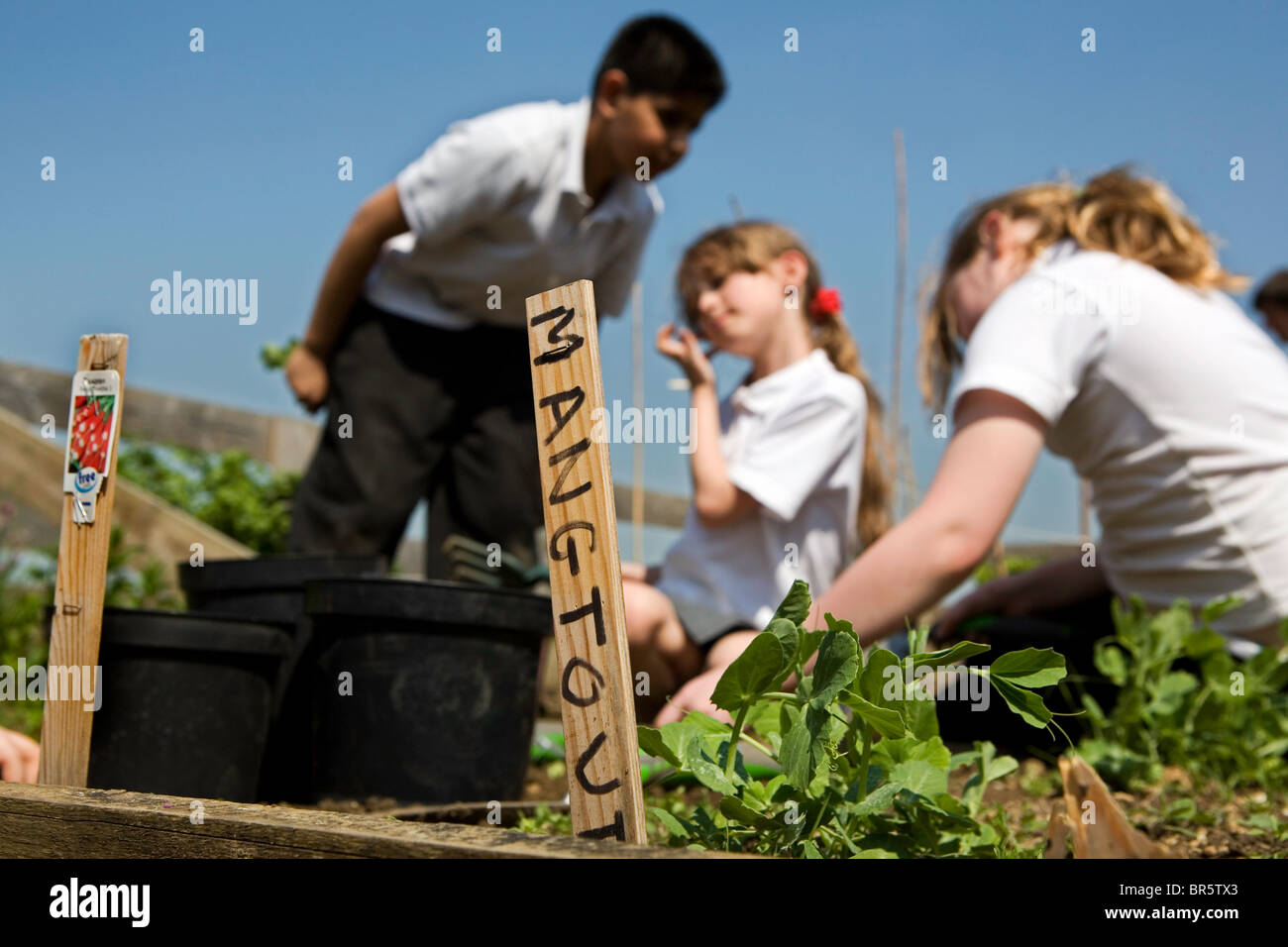 School children gardening in the school vegetable patch, at Sandhills Primary School in Oxford. Stock Photo
