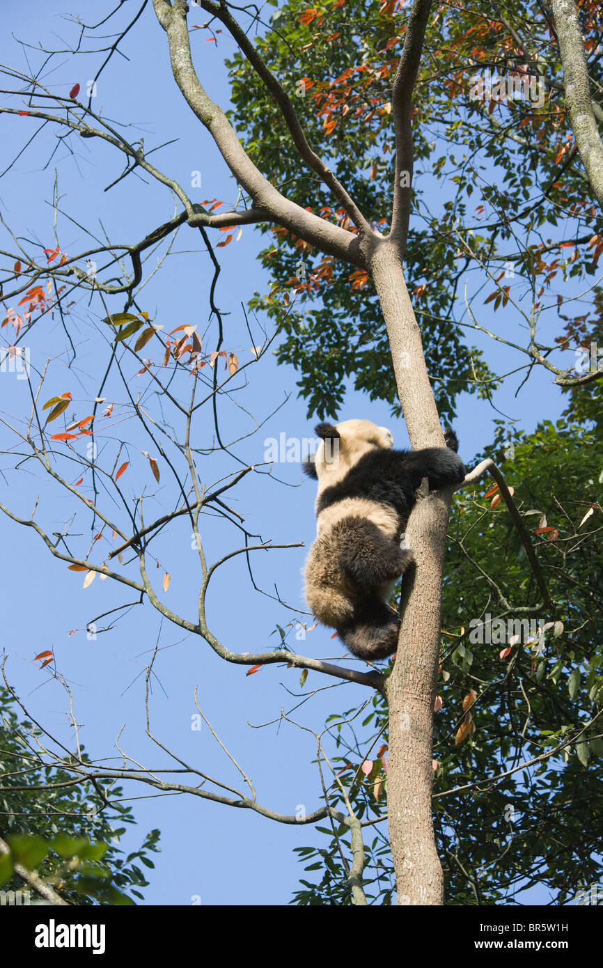 Red panda young tree hi-res stock photography and images - Alamy