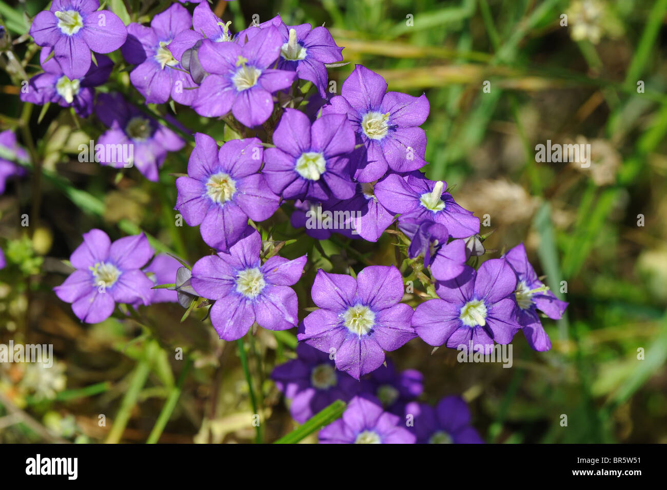 European Venus's looking glass - Corn Bellflower - Corn Violet (Legousia speculum-veneris) flowering in summer Stock Photo