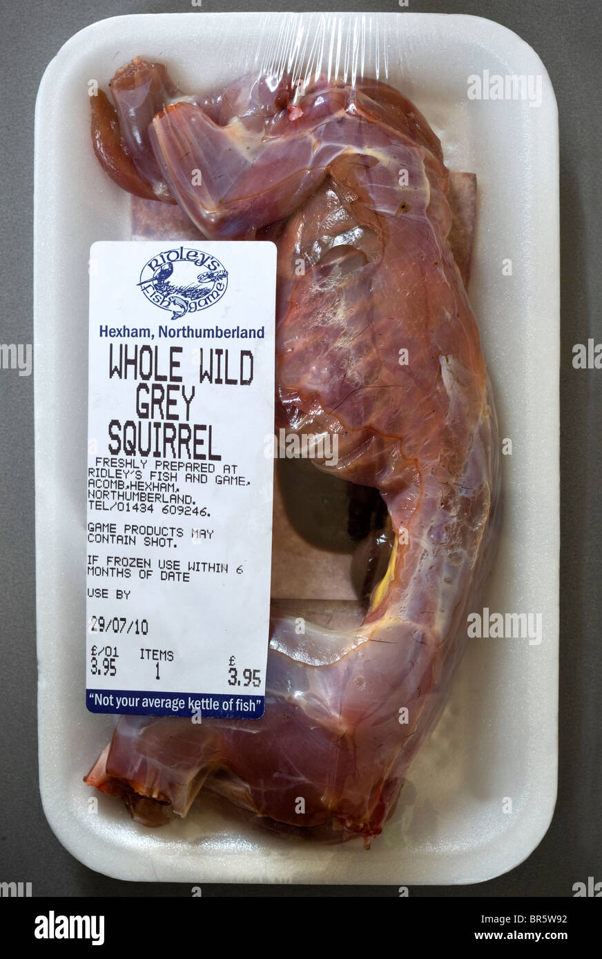 Skinned squirrel hires stock photography and images Alamy