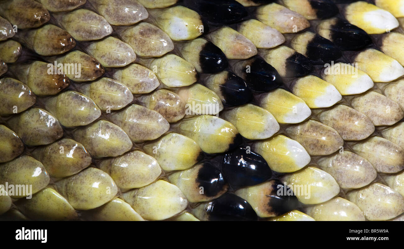 rattlesnake skin texture close up Stock Photo