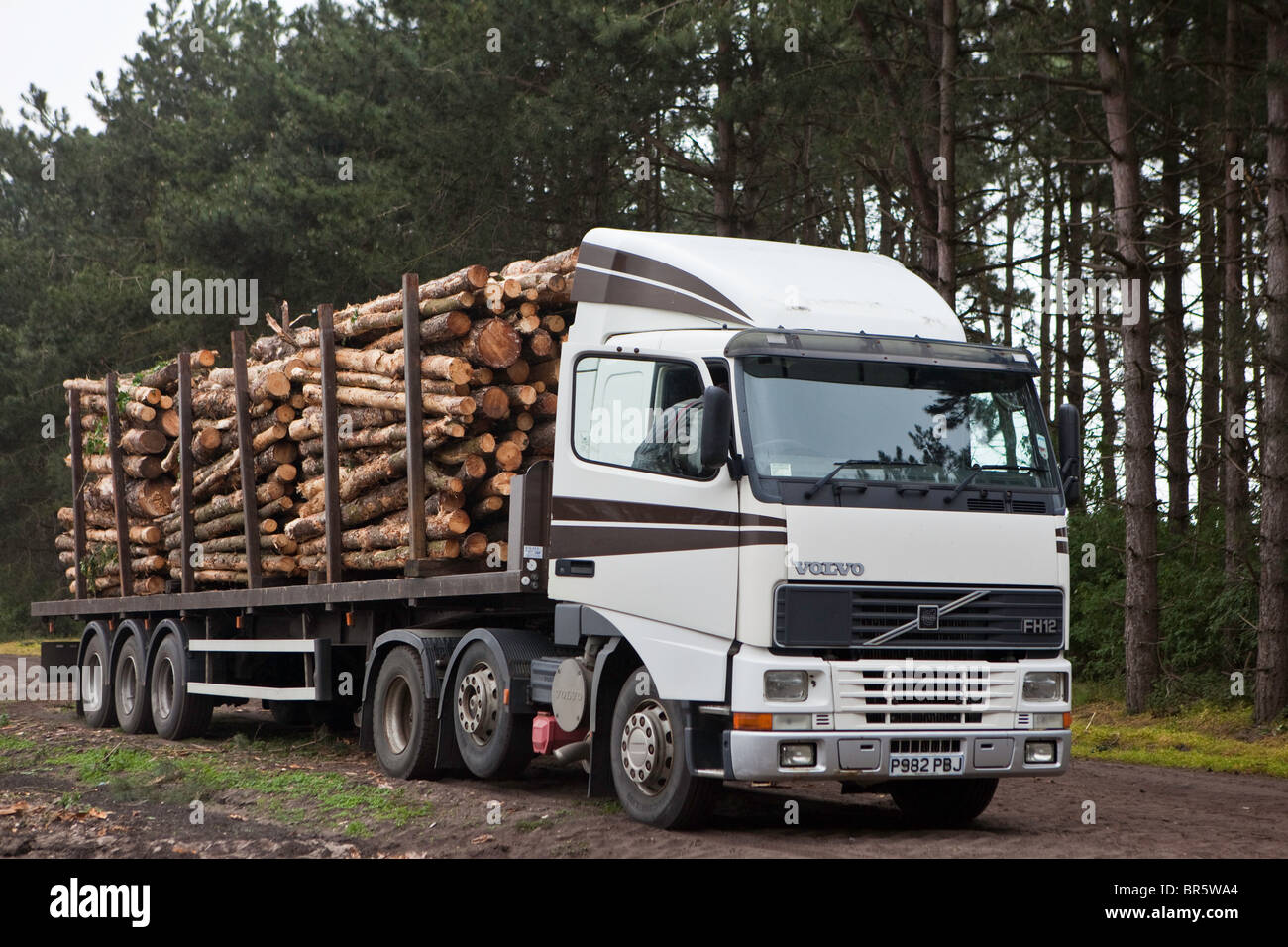 A lorry loaded with freshly cut logs in sustainable woodland used in wood chip production, Suffolk, United Kingdom Stock Photo