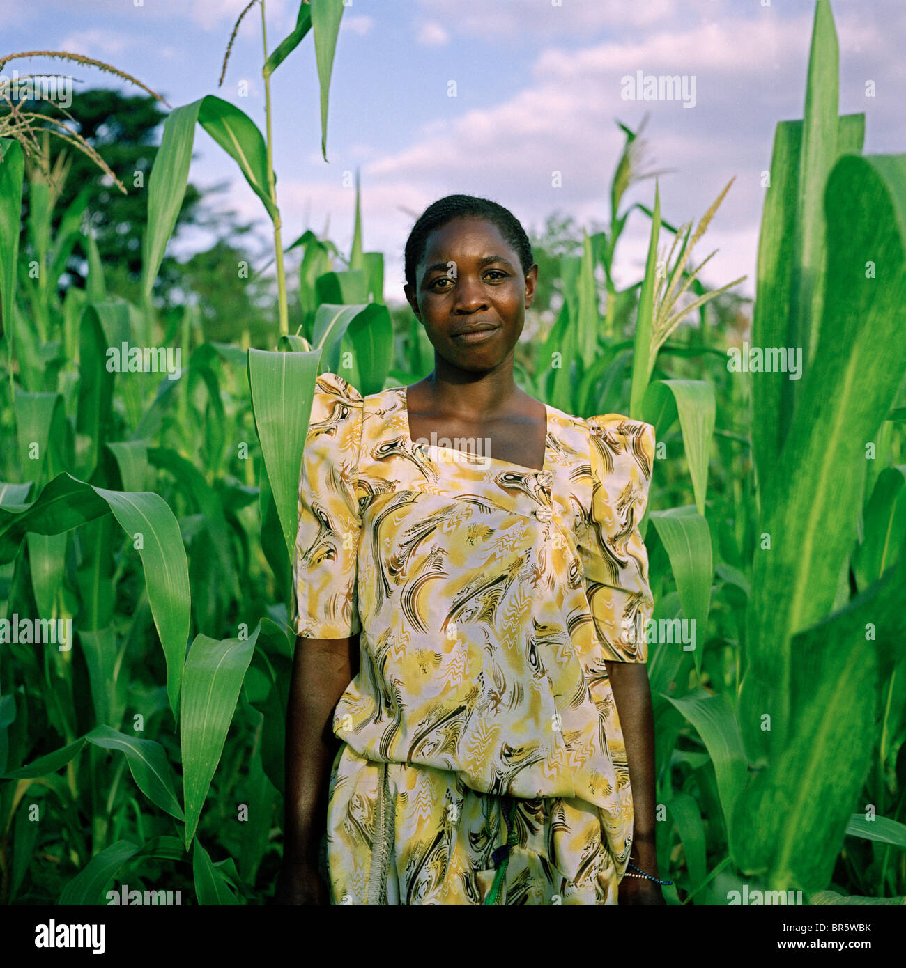 Mrs Beatrice Sebyala stands within her crop of maize at her farm. She now uses her farm as a demo and example for other farmers. Stock Photo