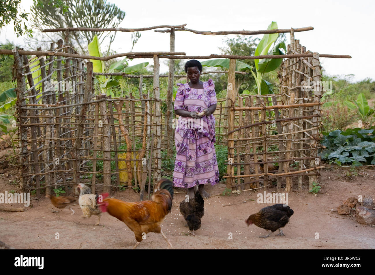 Margaret Nakazi has built a chicken house after training from Kulika. She still has to thatch and mud the walls. Uganda. Stock Photo