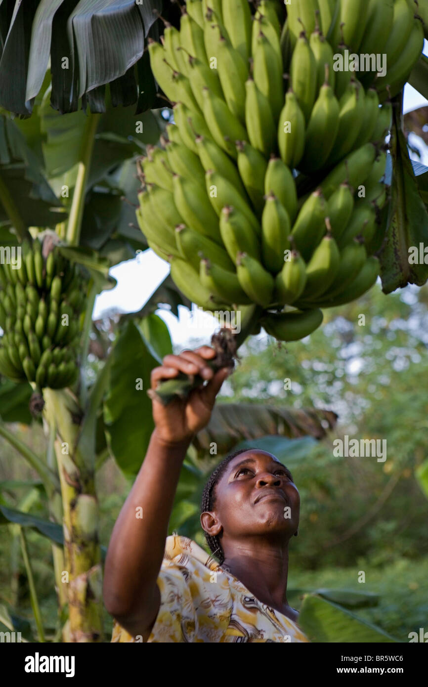 Mrs Beatrice Sebyala examines her plantain (motoke) crop at her farm. Uganda. Stock Photo