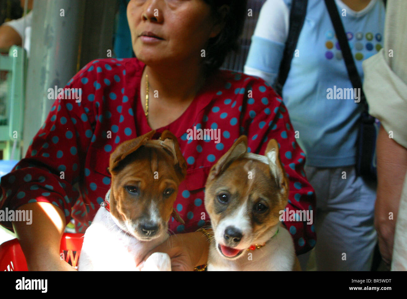 Why Does One Of My Dogs Ears Stick Up