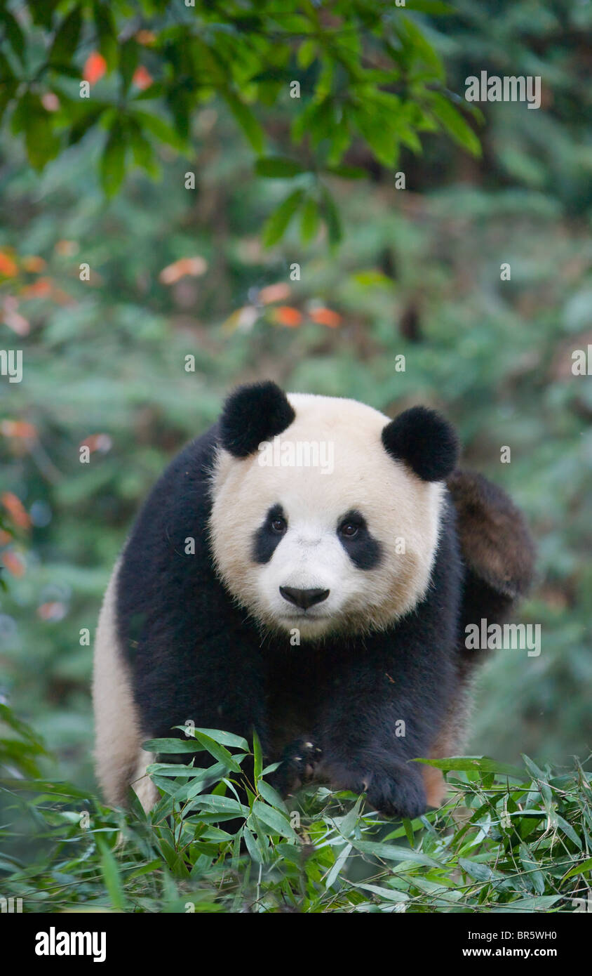 Giant panda cub in the forest, Ya'an, Sichuan, China Stock Photo