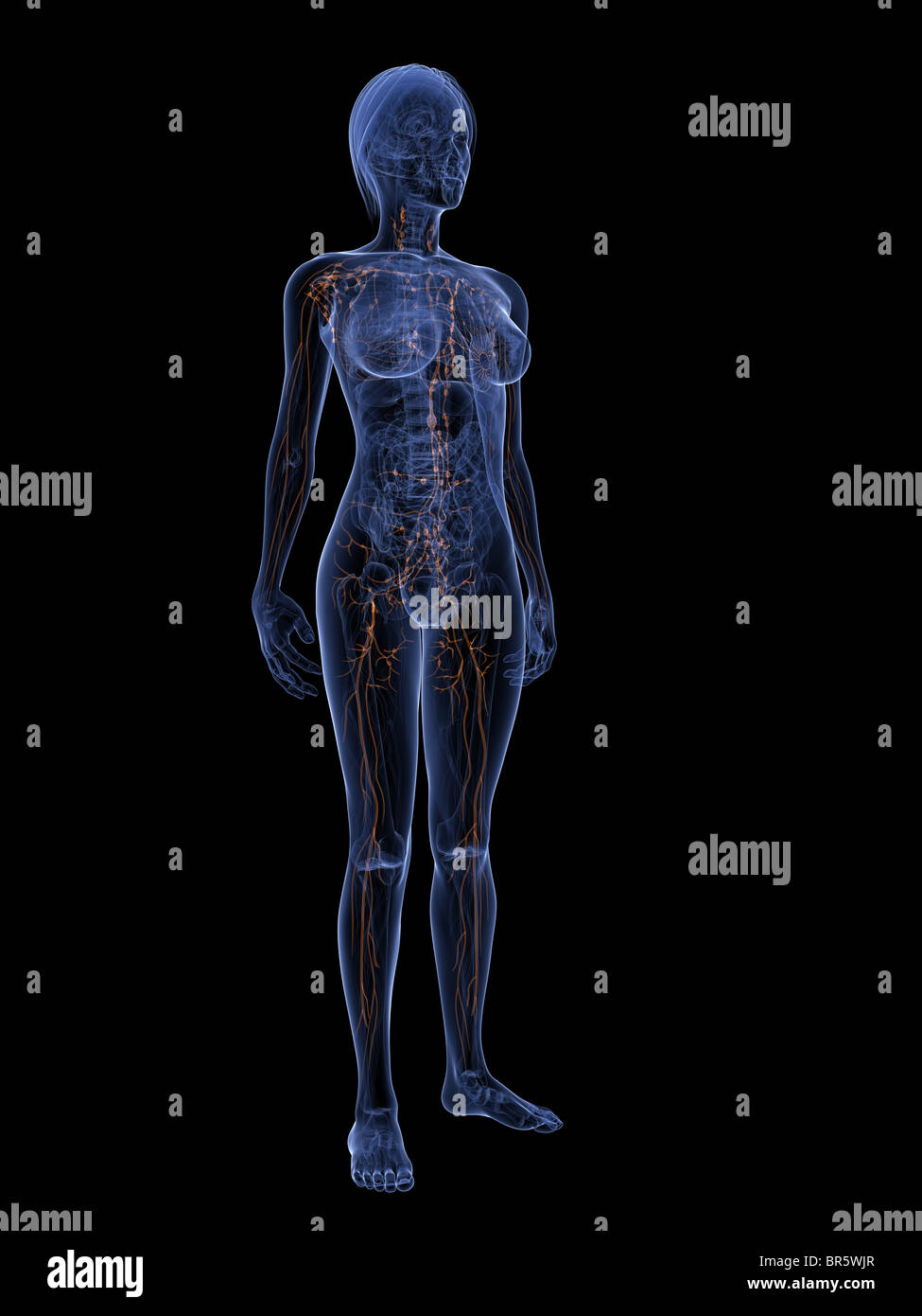 female lymphatic system Stock Photo
