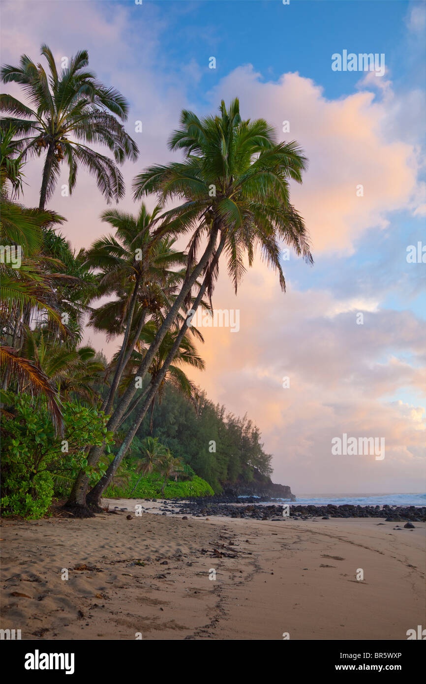 Palm tree on beach overhanging ocean hires stock photography and