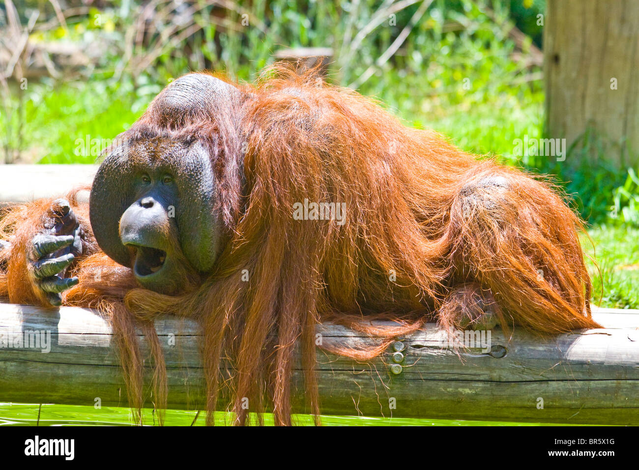 Orange Monkeys, Types of Orange-colored Monkeys