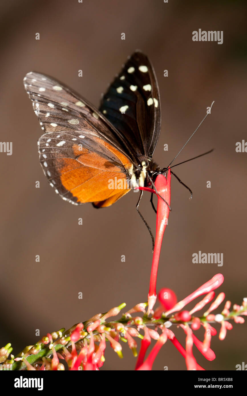 Danaus Plexippus High Resolution Stock Photography and Images - Alamy