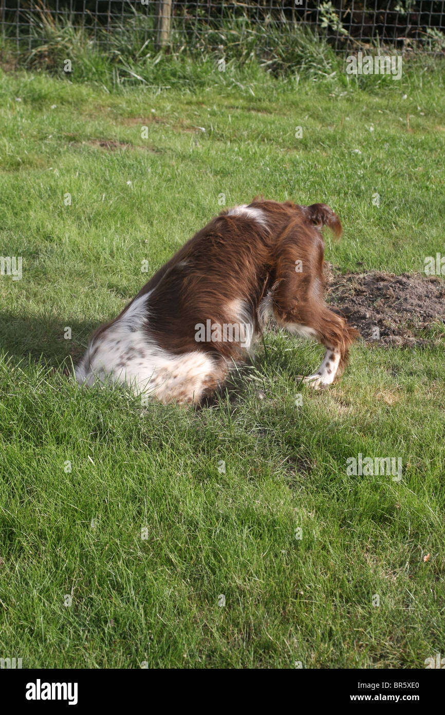 English springer spaniel digging or looking down rabbit hole Stock Photo