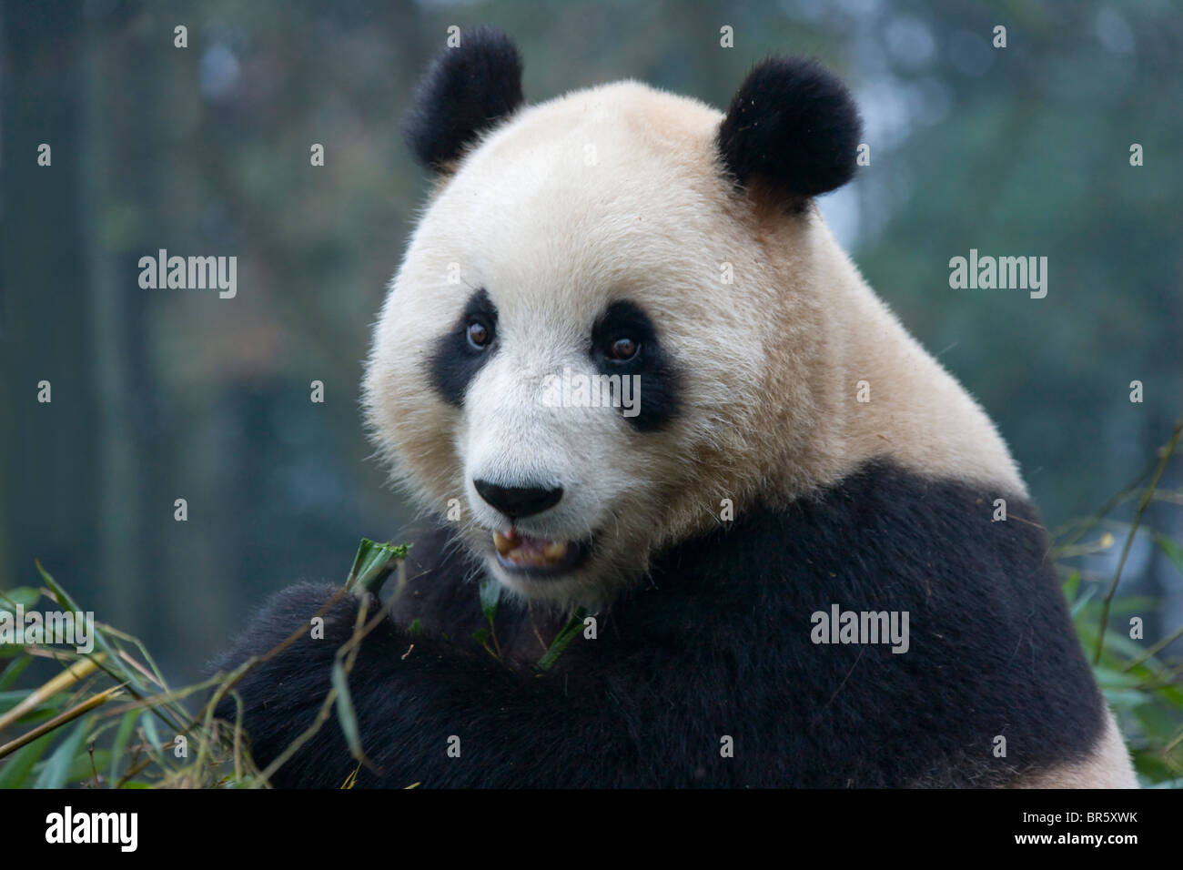 Giant panda cub eating babmoo in the forest, Ya'an, Sichuan, China Stock Photo