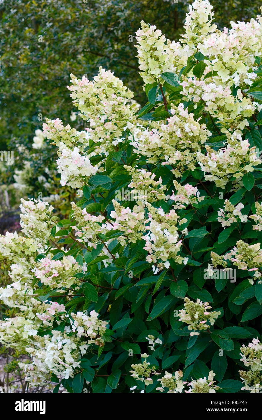 Hydrangea paniculata floribunda hi-res stock photography and images - Alamy
