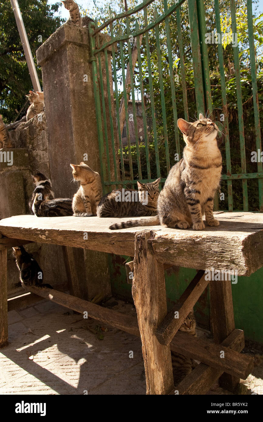 ferrell cats in Tuscany Italy Stock Photo