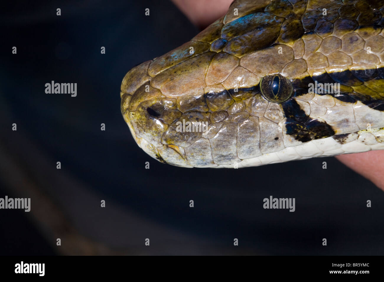 Python head head hi-res stock photography and images - Alamy