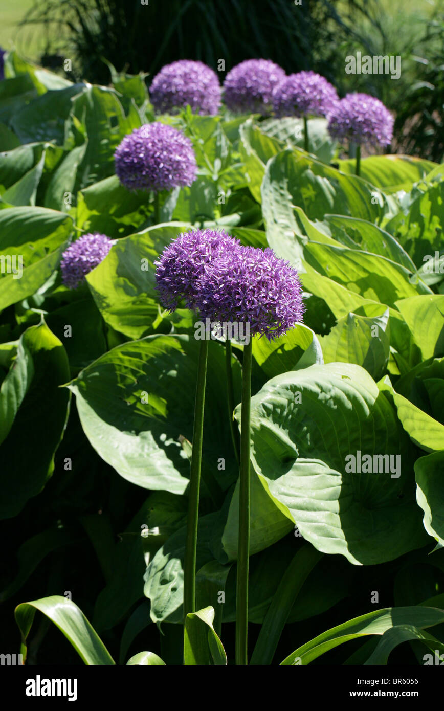 Allium 'Globemaster', Alliaceae, Garden Origin Stock Photo