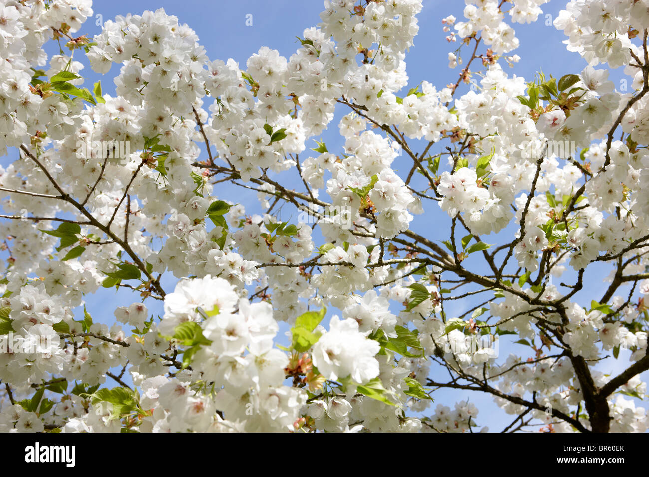 cherry blossom blue sky close up detail Stock Photo - Alamy