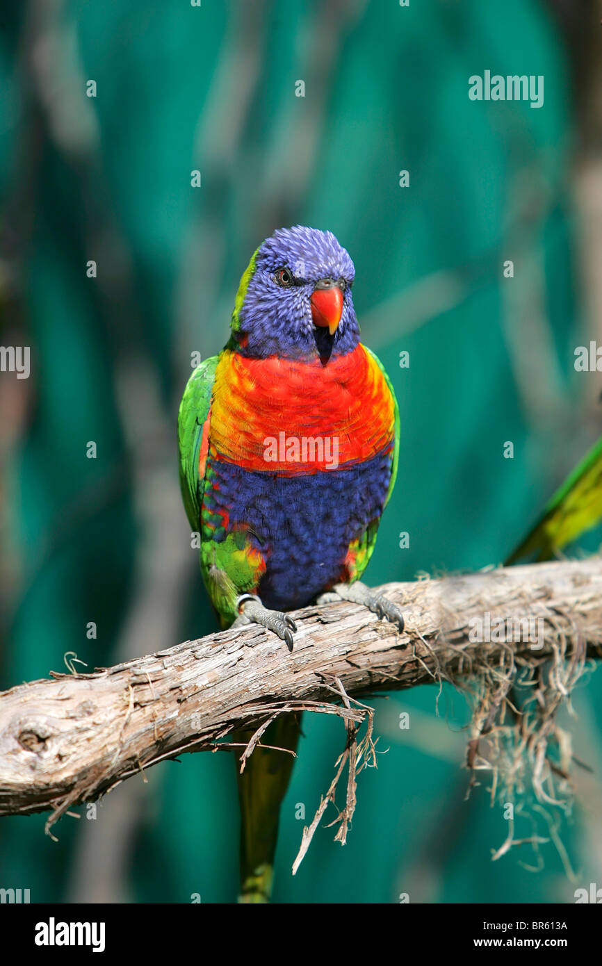 one small colorful lorikeet bird sitting on a branch Stock Photo