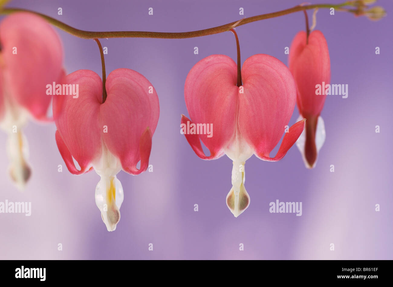 Bleeding Heart Plant, Dicentra spectabilis Stock Photo