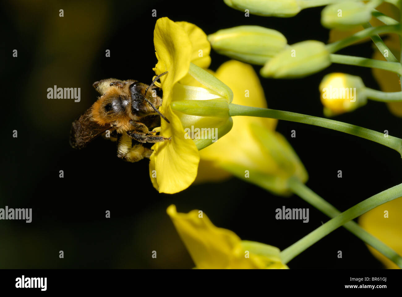 Apis mellifera, Honey Bee feeding on flowers of Semposai 3, Wales, UK. Stock Photo